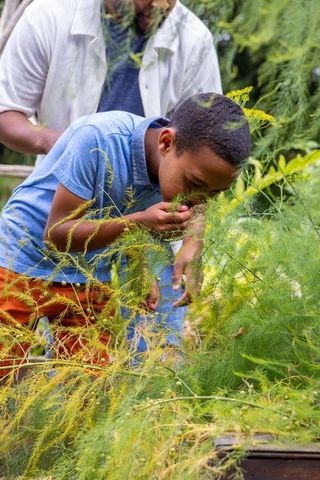 African american father guiding son leaning raised garden bed smelling feathery blooms