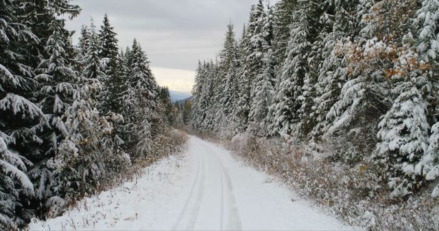 Snow-covered Forest Path in Winter Wonderland - Download Free Stock Images Pikwizard.com