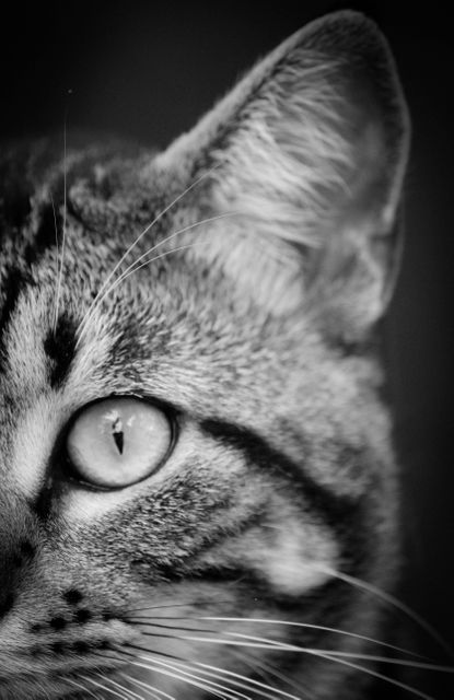 Close-up of Cat's Eye in Black and White - Download Free Stock Photos Pikwizard.com