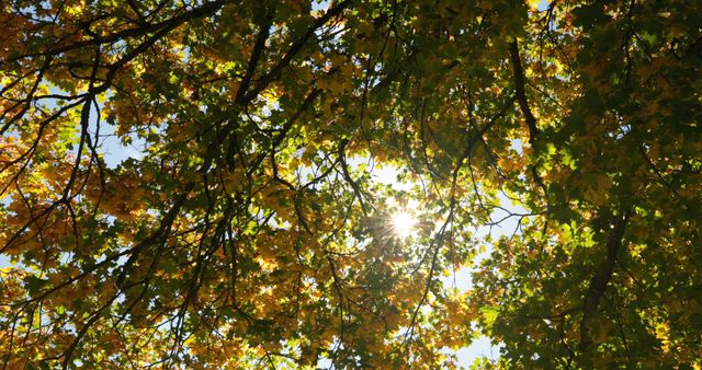 Low angle view of autumn leaves. Yellow autumn leaves on a sunny day 4k