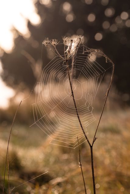 Delicate spider web glinting in morning sunlight, ideal for nature-themed projects, seasonal photography showcasing autumn or early morning beauty, backgrounds for quotes, blogs, and environmental-related articles highlighting the tranquility and fine details of nature.