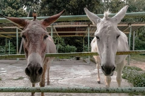 Two Donkeys Pressing Faces Against Weathered Metal Fence, Close-Up Rural Farm Portrait