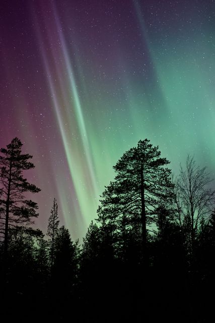 This captivating image features the Northern Lights illuminating a pine forest at night. The sky is alive with an array of colors, ranging from green to purple, showcasing nature's beauty. Ideal for use in nature and travel magazines, environmental posters, or as desktop backgrounds. Perfect for conveying themes of tranquility, wilderness, and the awe-inspiring beauty of natural phenomena.