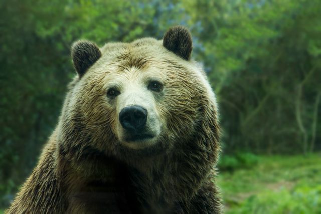 Brown Bear in Forest Looking Intently - Download Free Stock Photos Pikwizard.com