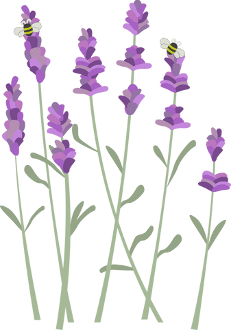 transparent botanical vector with lavender stems and bees - Download Free Stock Videos Pikwizard.com