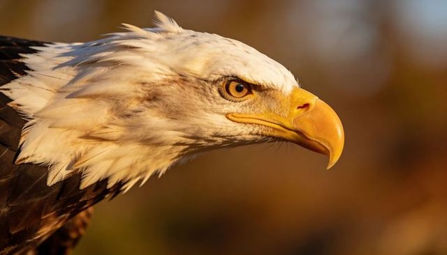 Bald eagle head glowing in golden light closeup portrait showing hooked beak and amber eye