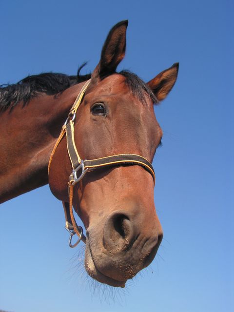 This close-up depicts a brown horse with a focused look, showcasing its halter and finely detailed features. The vibrant blue sky contrasts beautifully with the horse’s earthy tones, making the animal stand out prominently. Ideal for equestrian themed projects, farm and nature-related applications, or any material highlighting the beauty and majesty of domestic horses.