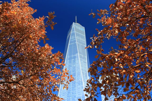 One World Trade Center, also known as the Freedom Tower, seen between branches with autumn leaves looking up towards the tower under a clear blue sky. Image portrays the blend of nature with urban architecture, suitable for travel blogs, promotional materials highlighting NYC's landmarks, seasonal greetings, and editorial usage showing fall in the city.