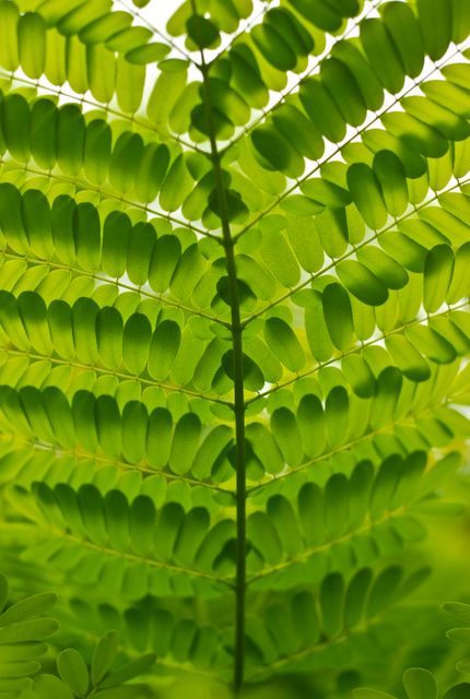 Close-up of a green fern frond showing symmetrical leaf pattern against a bright background. Ideal for use in natural wellness themes, botanical studies, environmental conservation materials, and interior decor inspirations.