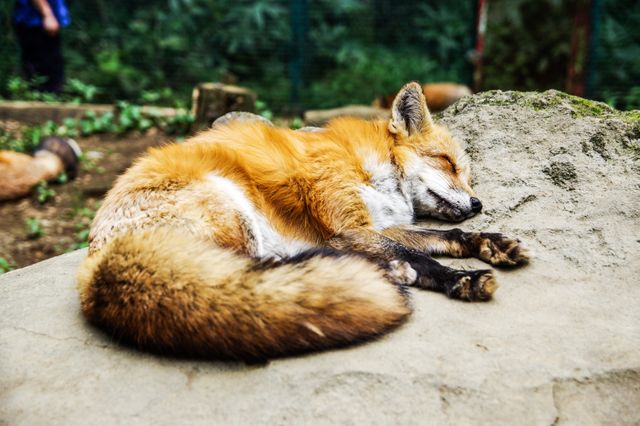 Sleeping Red Fox Resting on Rock in Woodland Area - Download Free Stock Photos Pikwizard.com