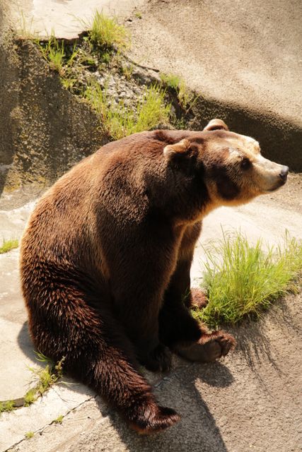 A large brown bear is sitting on rocky ground under the bright sunlight. The bear's fur shines in the light, highlighting the rich brown color and thick texture. This image is suitable for use in wildlife magazines, educational materials, nature blogs, and conservation campaigns, emphasizing the beauty of wildlife in their natural habitat.