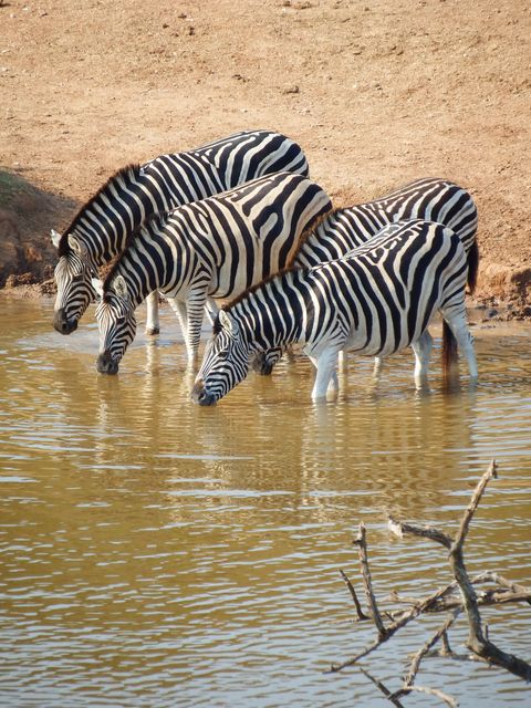 Zebras Drinking Water at a Waterhole in African Safari - Download Free Stock Photos Pikwizard.com