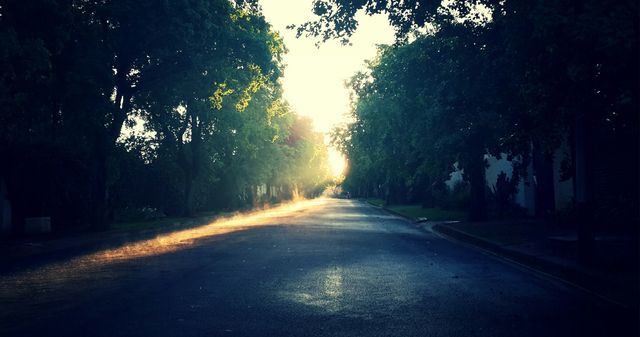 Sunlight casts golden hues over a quiet road bordered by lush trees. Ideal for use in themes of nature, tranquility, early morning routines, and serene urban settings.