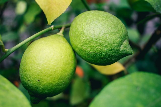 Close-Up of Two Lime Fruits on Tree Branch - Download Free Stock Images Pikwizard.com