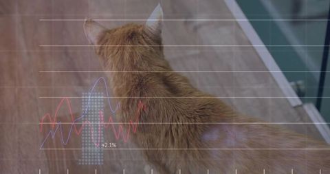 Ginger tabby back view with graph overlay on wooden hallway for tech and pet themes