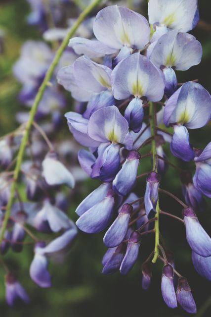 Close-up depiction of purple wisteria flowers during blooming season. Suitable for illustrating springtime, nature's beauty, floral arrangements, gardening themes, and educational materials about plants. Ideal for use in posters, greeting cards, nature blogs, and botanical studies.