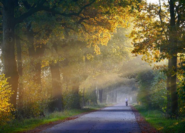 A lone person is walking on a path through a woodland area during an early morning. The sunlight streams through the trees, casting golden rays and creating a peaceful and serene atmosphere. Ideal for use in projects about relaxation, nature, outdoor activities, or environmental awareness.
