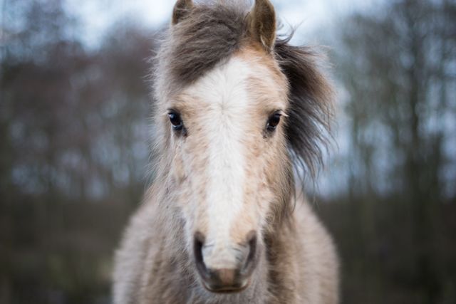 Portrait of a Curious Furry Young Horse on a Blurred Background - Download Free Stock Photos Pikwizard.com