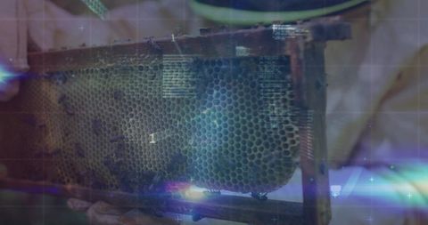 Beekeeper in Protective Gear Managing Honeycomb Frame in Apiary