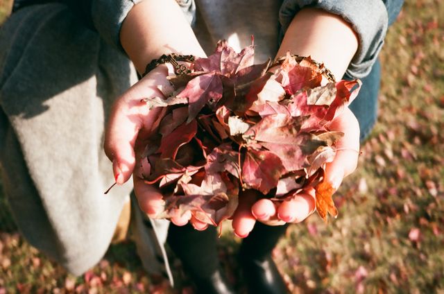 These hands carefully hold a pile of vibrant autumn leaves, showcasing the beauty of the fall season. Perfect for themes of seasonal changes, outdoor activities, nature appreciation, and autumn decorations.