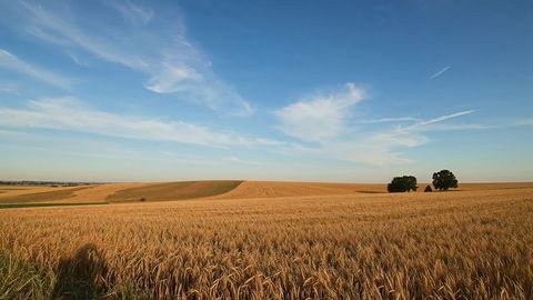 Golden Wheat Field Under Bright Blue Sky at Sunset