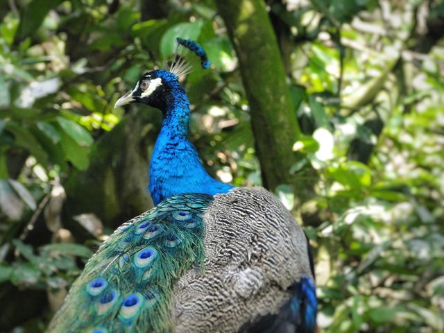 Vibrant Peacock in Lush Green Forest - Download Free Stock Photos Pikwizard.com