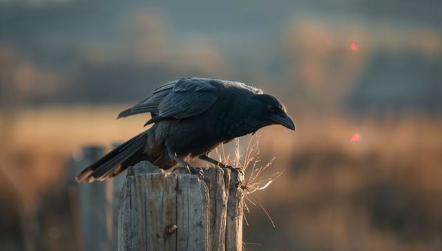 Crow Perching on Rustic Fence with Golden Light Background