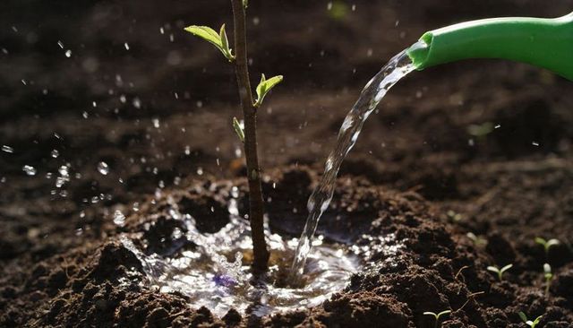 Watering Young Sapling with Green Spout, Soil Splashing and Water Droplets