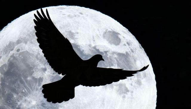 Soaring dove silhouette crossing full moon with detailed lunar craters and maria