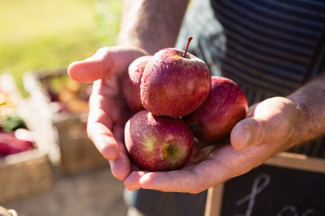 Mid section of farmer holding fresh apples