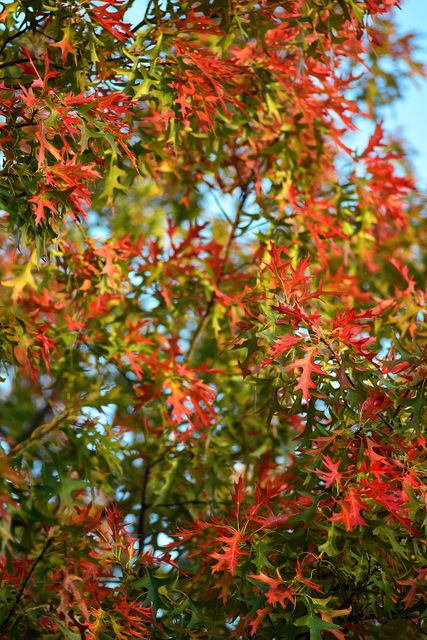 Showcasing vibrant autumn leaves transitioning to brilliant red hues on tree branches. Perfect for highlighting the beauty of fall during seasonal content creation, nature-related blogs, wallpapers, or educational materials focused on seasons and plant life.