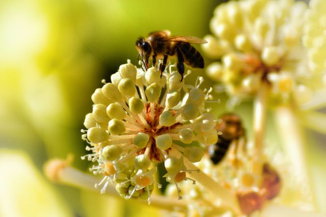 Bee Pollinating White Flower in Macro Shot - Download Free Stock Photos Pikwizard.com