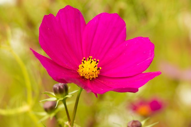 A stunning close-up view of a vibrant pink cosmos flower in full bloom with delicate details on yellow stamens. Ideal for nature-related projects, gardening magazines, floral calendars, and botanical studies. Perfect for backgrounds, print materials, and home decor.