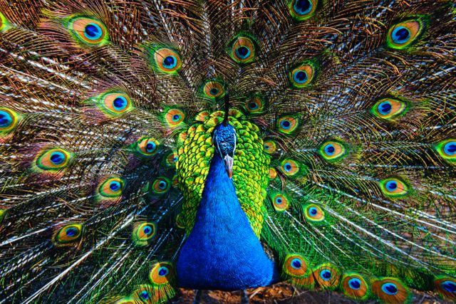 Vibrant Peacock Displaying Stunning Feathers - Download Free Stock Photos Pikwizard.com