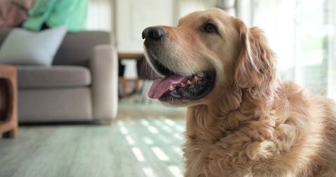 Golden Retriever Panting and Relaxing on Sunlit Hardwood Floor Near Light Gray Sofa
