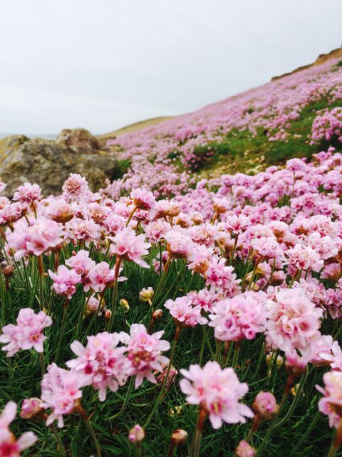 Beautiful Pink Wildflowers Blooming in Scenic Hillside Meadow - Download Free Stock Photos Pikwizard.com