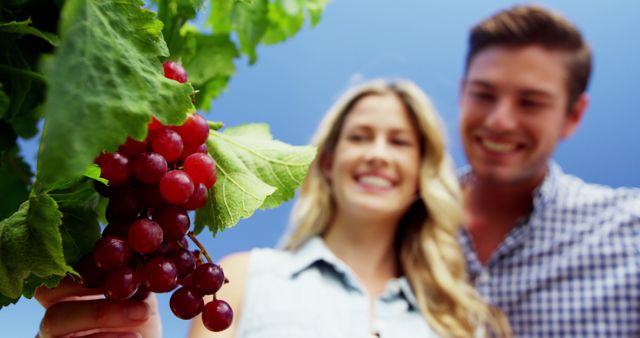 Happy couple examining grapes in vineyard on a sunny day
