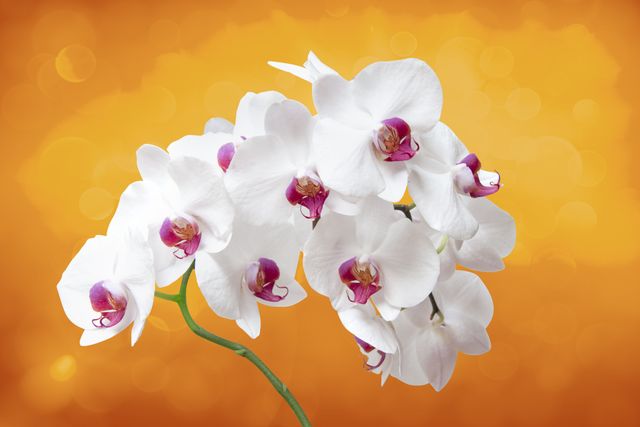 White Orchid Flowers Blooming Against Bright Orange Background - Download Free Stock Photos Pikwizard.com