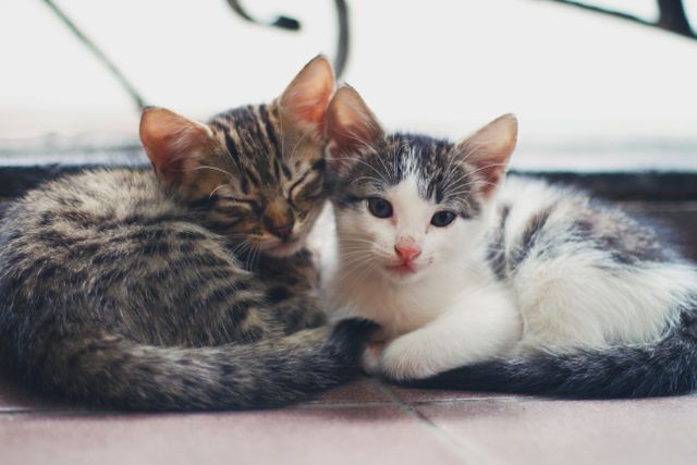 Two Cute Kittens Cuddling Together Indoors - Download Free Stock Photos Pikwizard.com