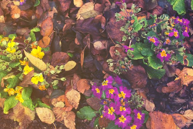 Flower bed displaying vibrant autumn colors with a mix of yellow and purple flowers interwoven with fallen leaves, perfect for themes of gardening, seasonal change, and outdoor beauty. Suitable for blogs, gardening articles, and environmental-themed content promoting the charm of nature in autumn.