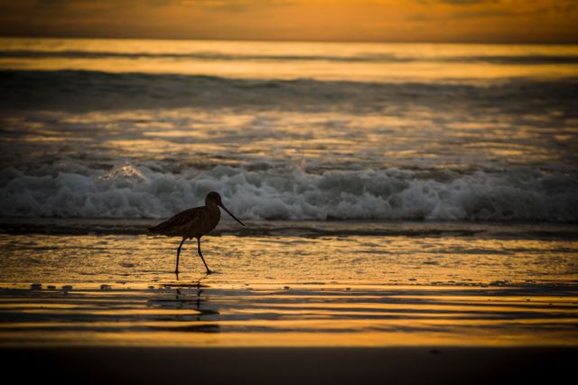 Bird walking near sea waves against a golden sunset backdrop. Ideal for nature-themed projects, travel brochures, beach or ocean-related content, mindfulness and relaxation visuals, environmental awareness materials, and as an inspiring natural landscape for home or office decor.