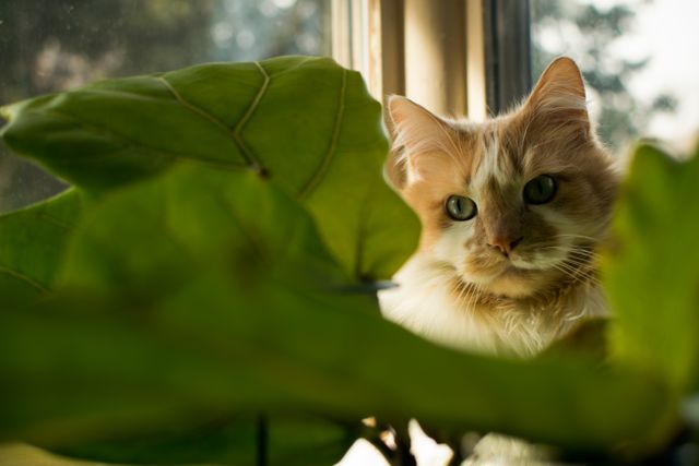 Orange fluffy cat peering through large green leaves of houseplant near window, expressing curiosity. This cozy indoor scene is perfect for depicting tranquility, home life, and the curiosity of pets. Ideal for use in pet care articles, home decor blogs, and cozy lifestyle magazines.