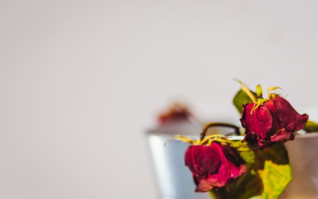 Wilted red roses nested in a glass vase with a creative blur effect, capturing the beauty of aging flowers. Ideal for use in themes of nostalgia, romantic decay, life cycle, or floral decor. Suitable for blogs, posters, websites focused on aesthetics, melancholy, or natural beauty.