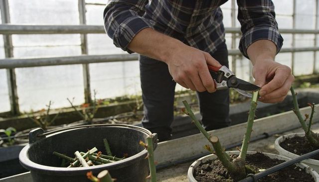 Gardener pruning rose canes in glasshouse for propagation using hand pruners