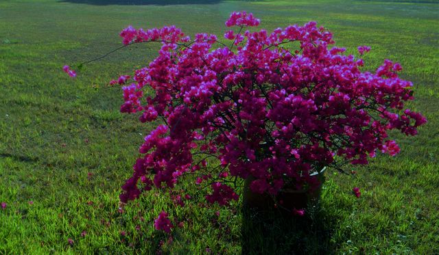 Vibrant Pink Flowers Blossoming in Green Field - Download Free Stock Photos Pikwizard.com