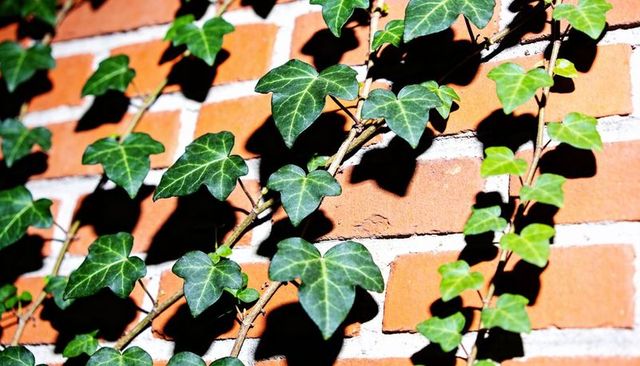 Climbing ivy vines clinging to sunlit orange brick wall with strong leaf shadows