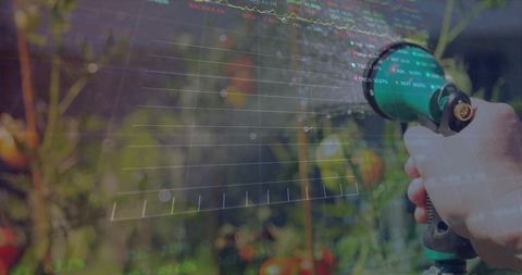 Hand holding garden hose nozzle with digital data overlay watering sunlit tomato plants