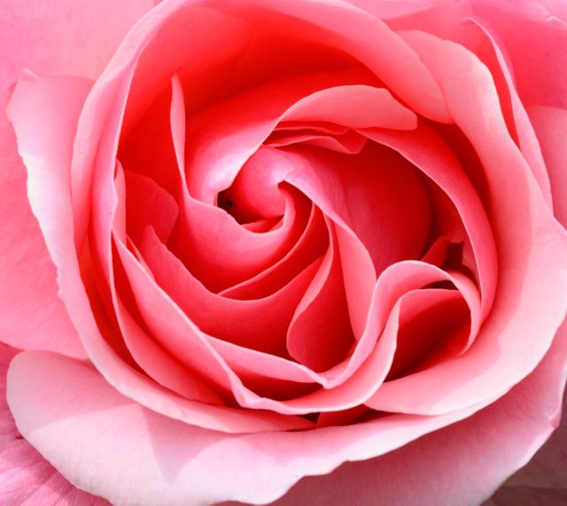 Close-Up of Pink Rose Bloom with Smooth Petals - Download Free Stock Photos Pikwizard.com