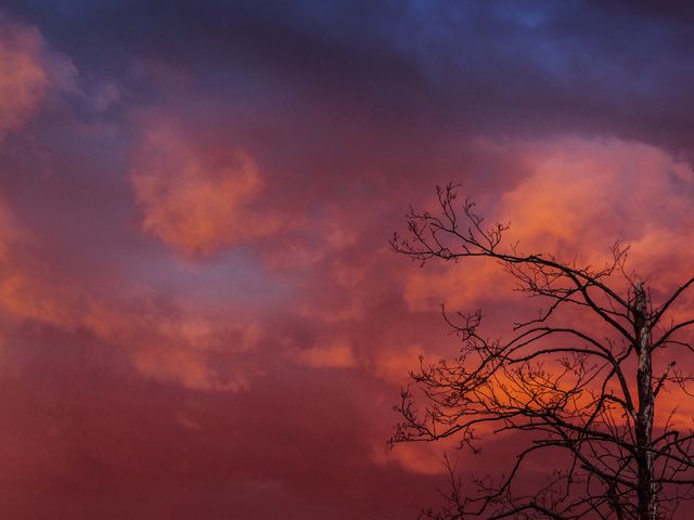 Dramatic Sunset Sky with Silhouette Branches - Download Free Stock Photos Pikwizard.com