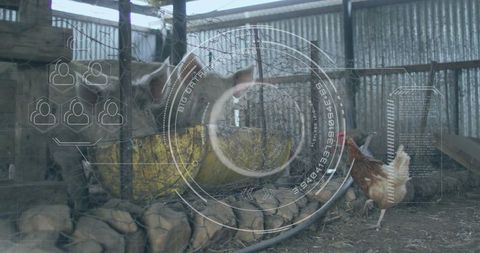 Pigs Feeding at Trough in Rustic Farm Setting